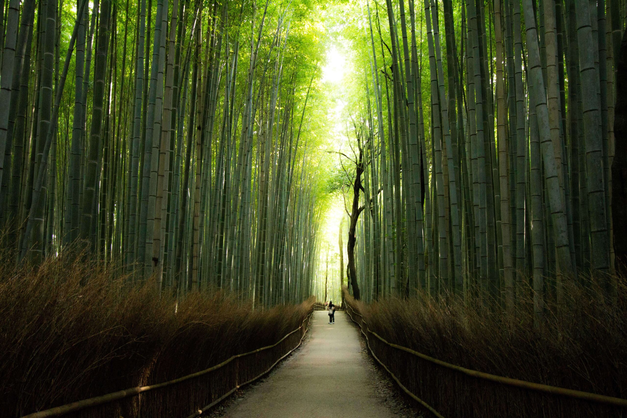 Arashiyama bamboo forest kyoto japan